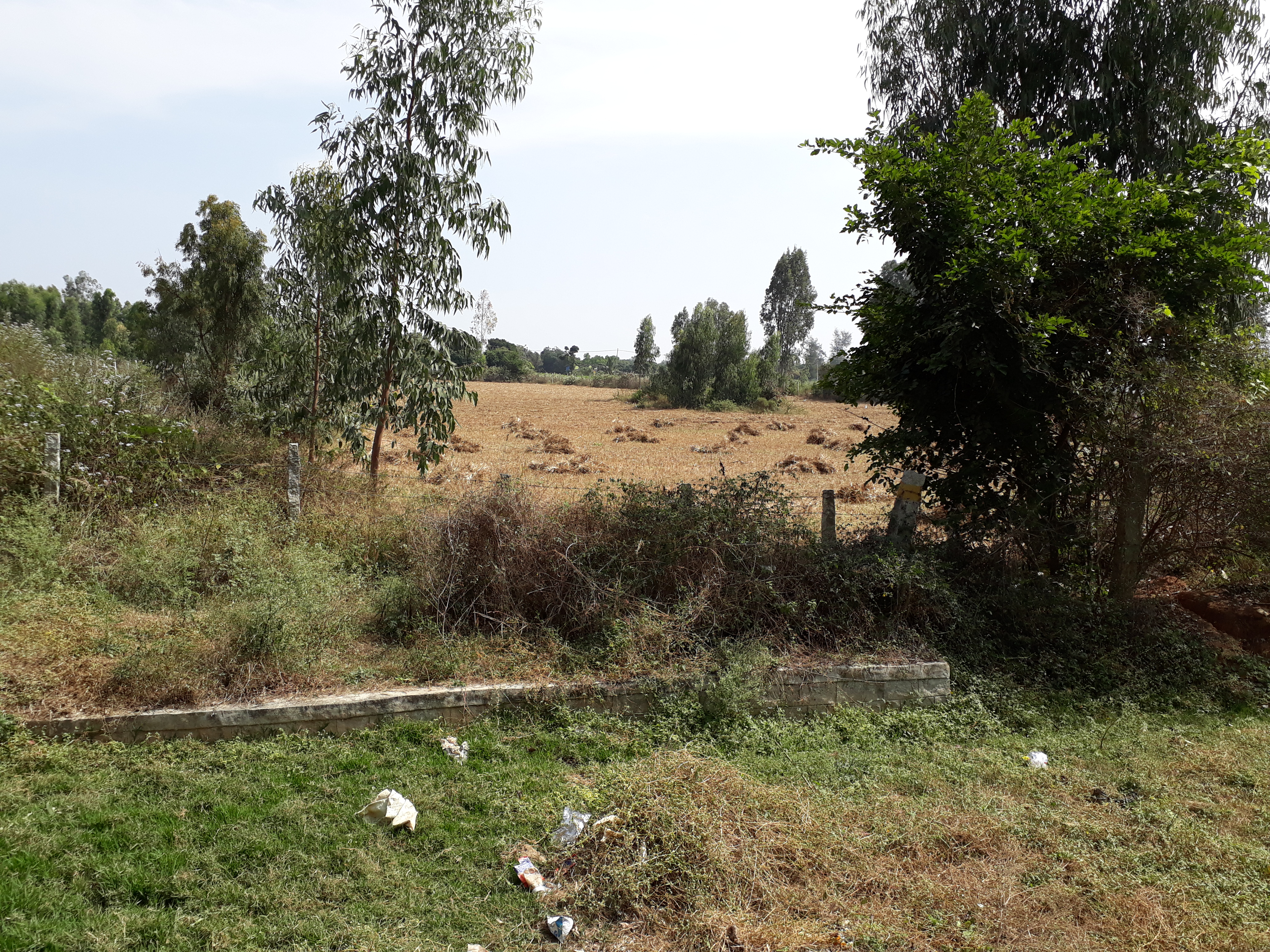Site Initial Stage