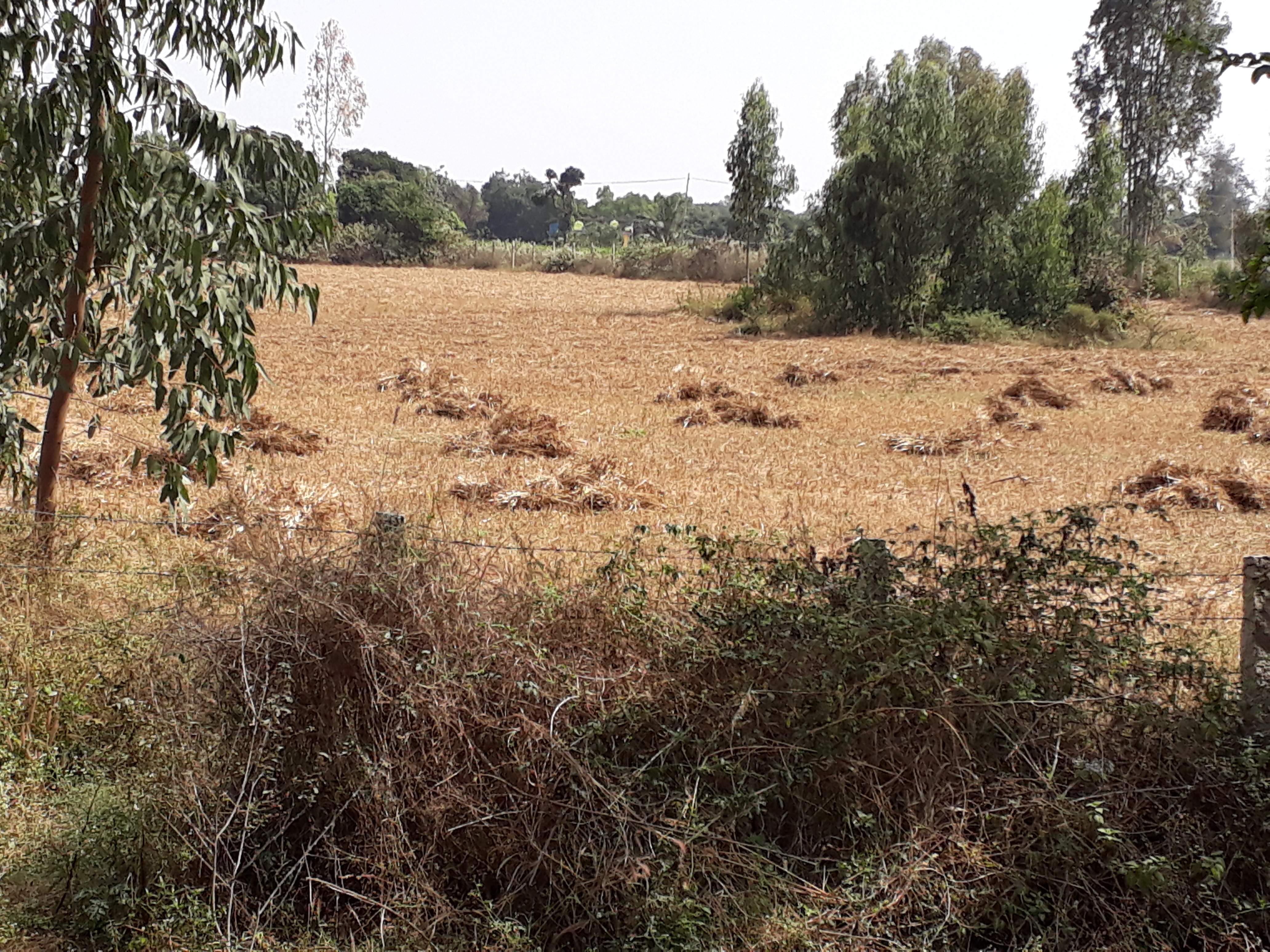 Site Initial Stage